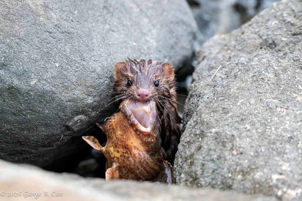 "River Bandit" American Mink