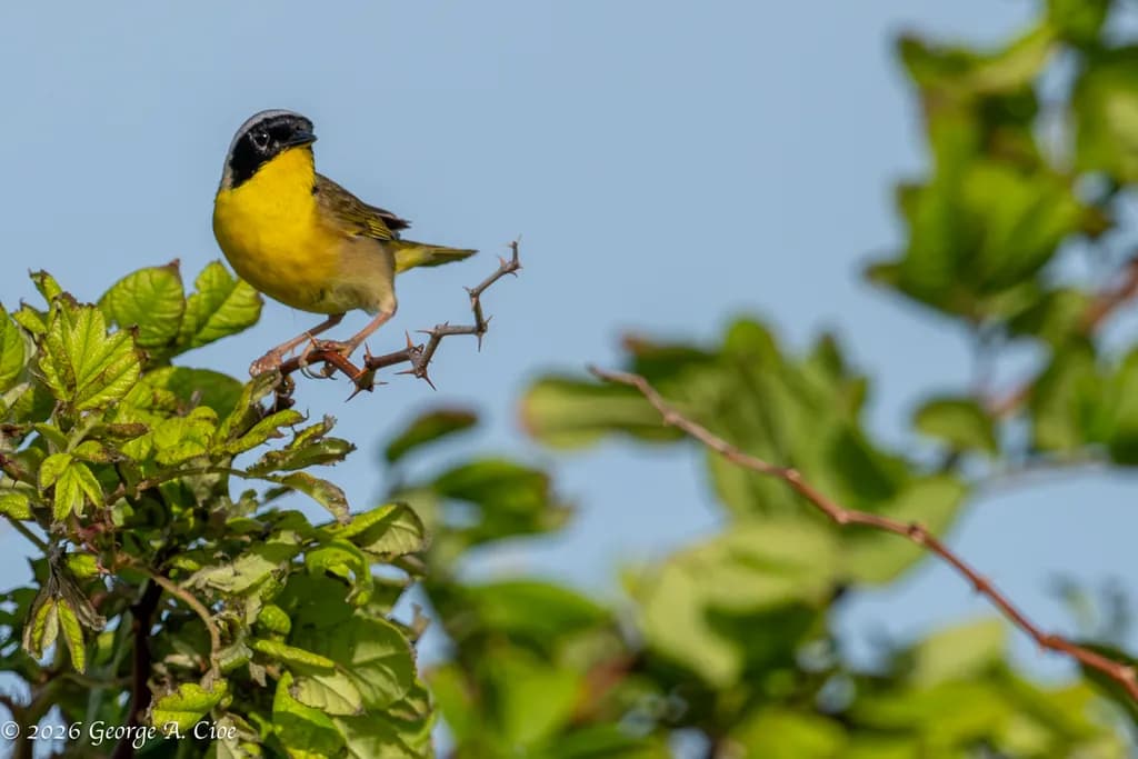 Masked Yellowthroat Perch