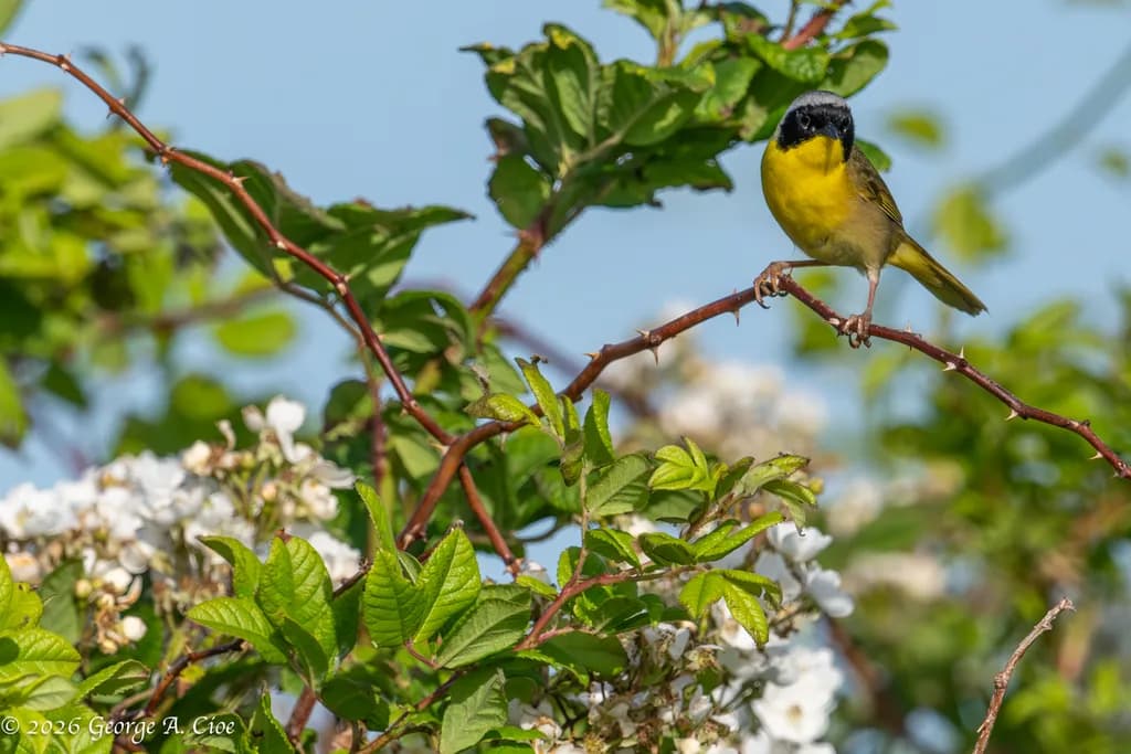 Masked Yellowthroat in Bloom