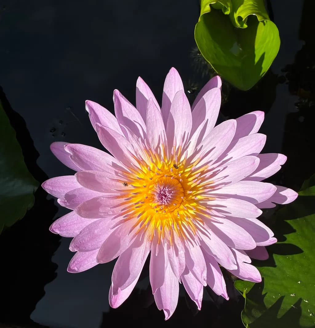 Sunny Blossom
