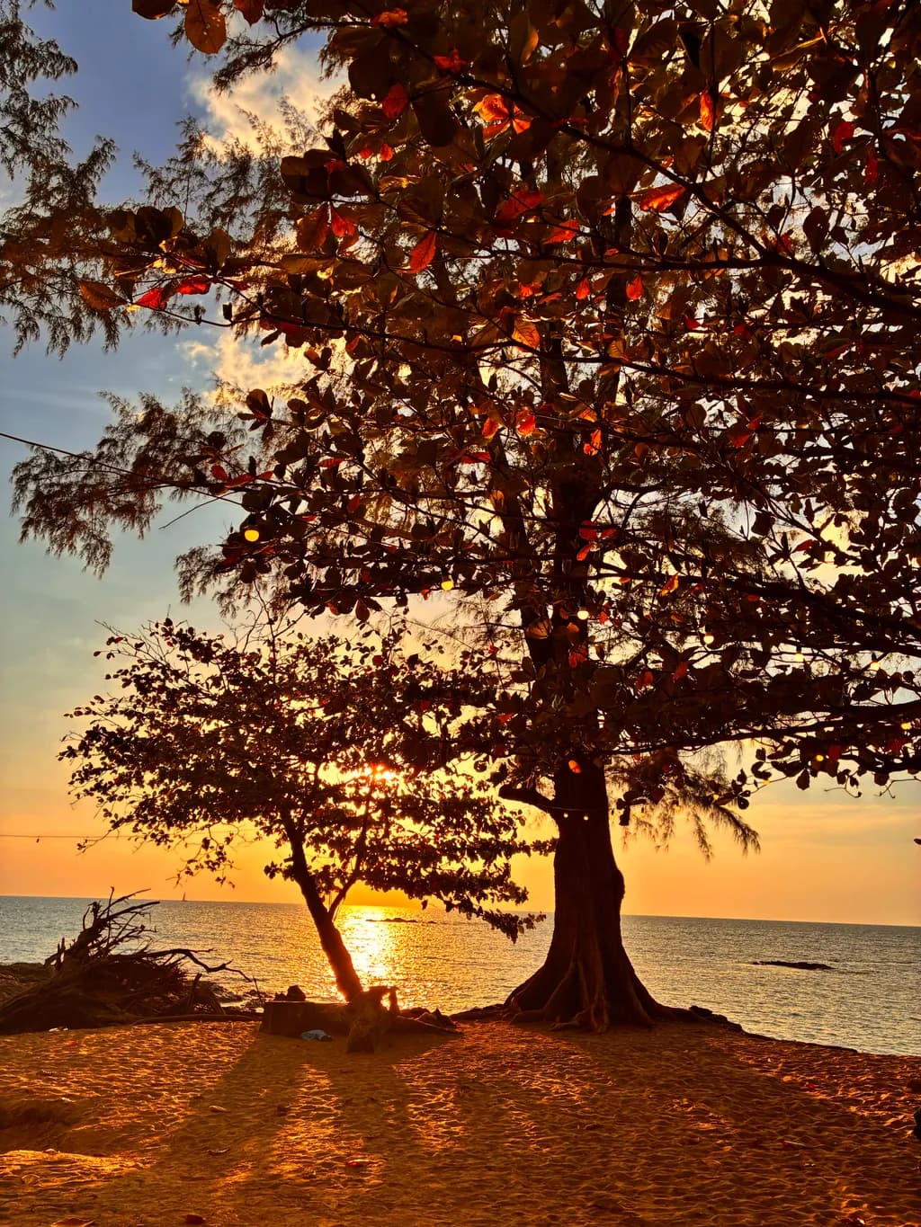 Golden Shoreline Sunset