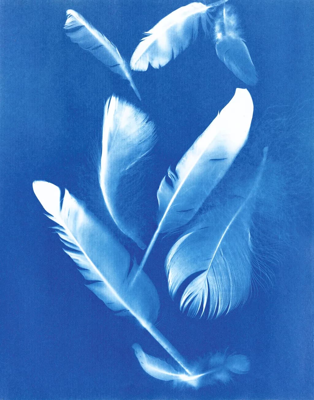 Whispers of the Sky: Ethereal Feathers in Cyanotype Elegance