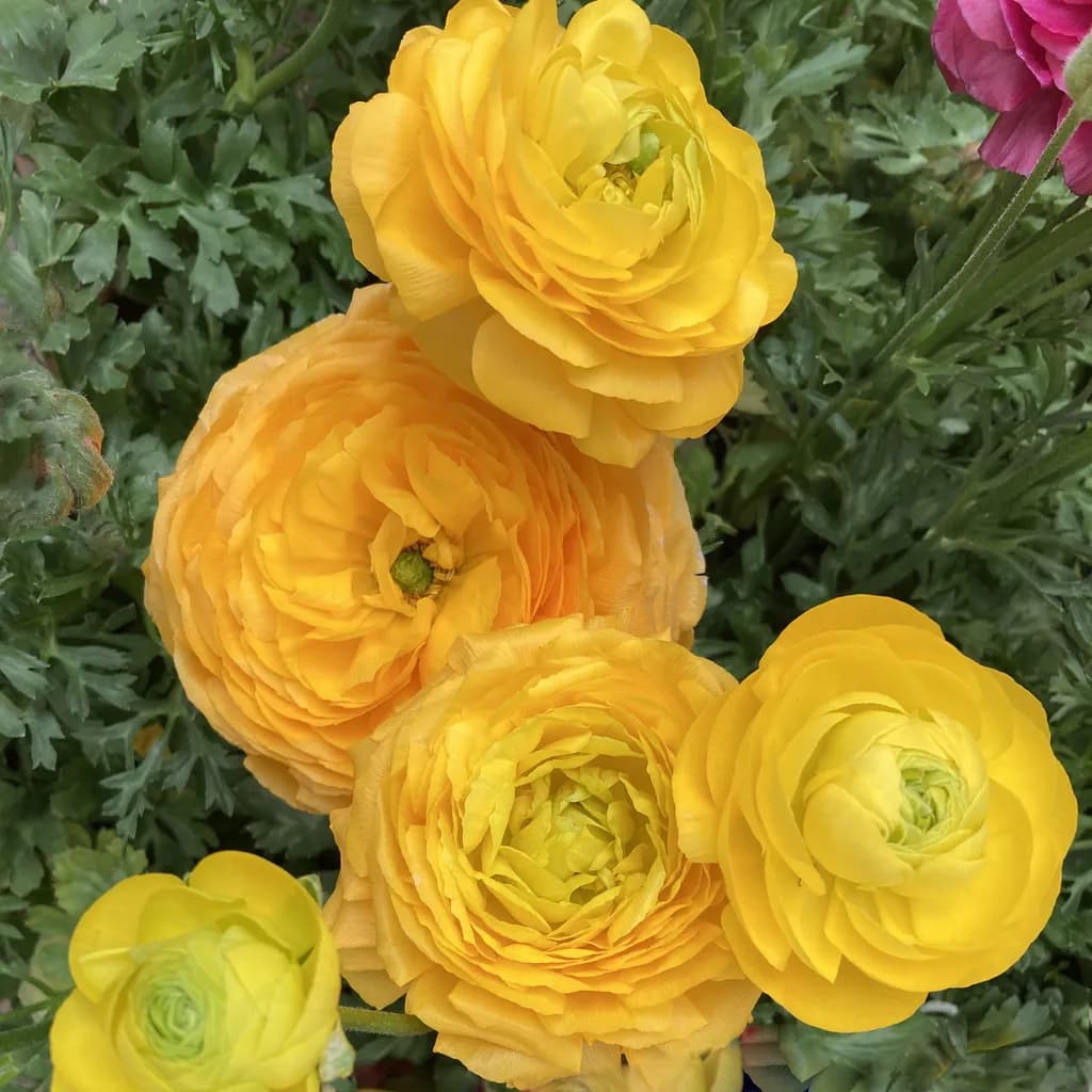 Golden Ranunculus