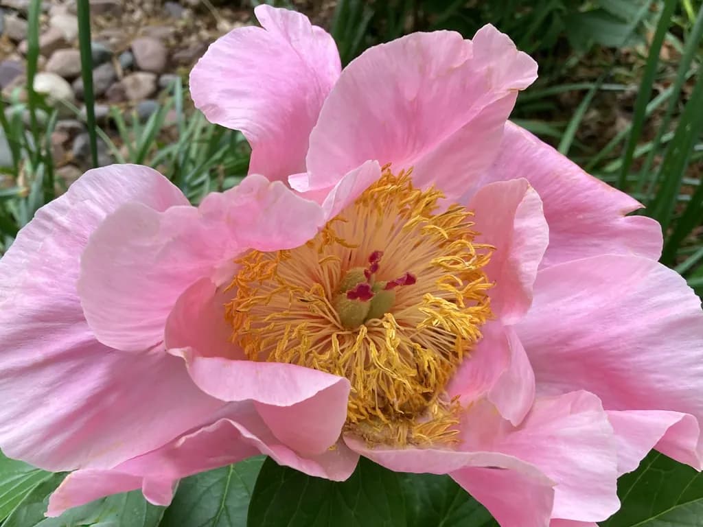Bursting Peony