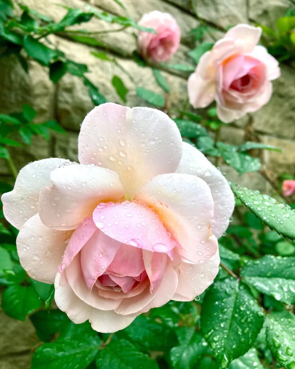 Roses in the Rain