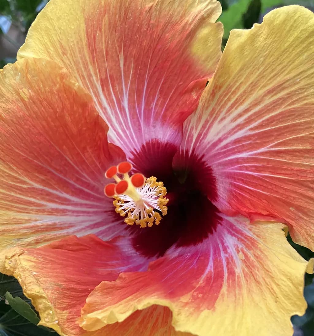Swirling Hibiscus