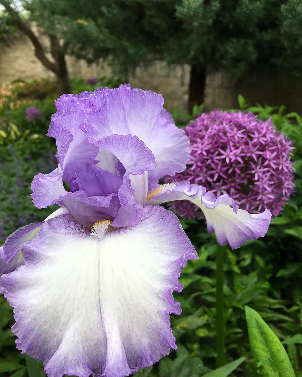 Lavender Iris
