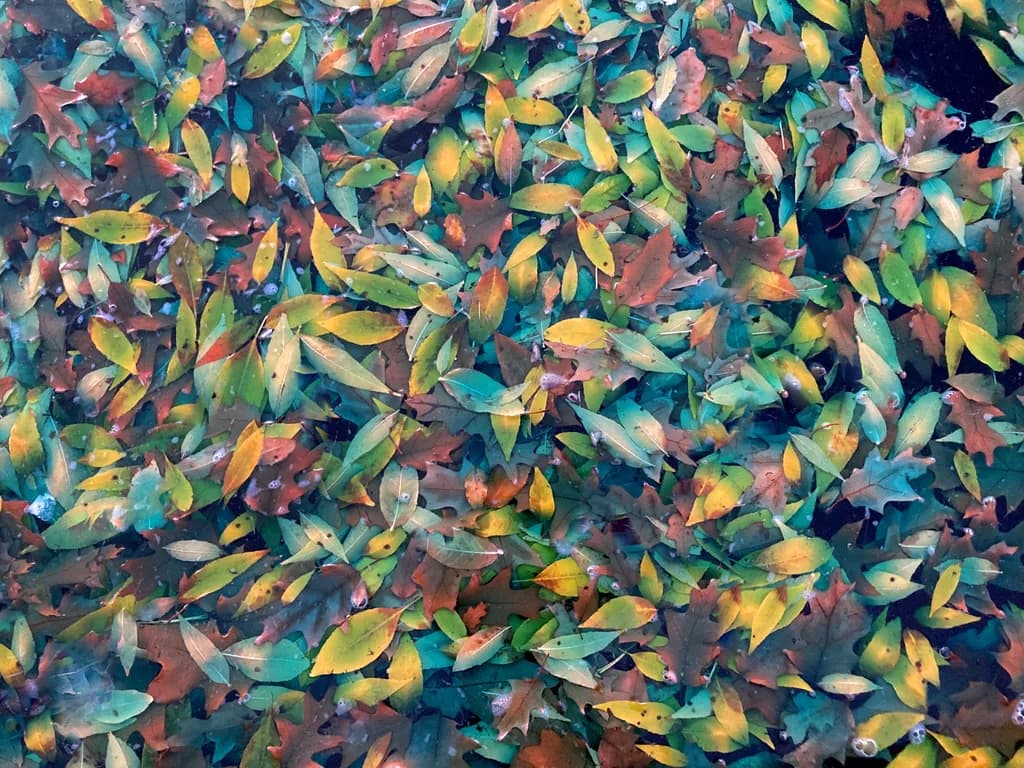 Blue Leaves Pattern