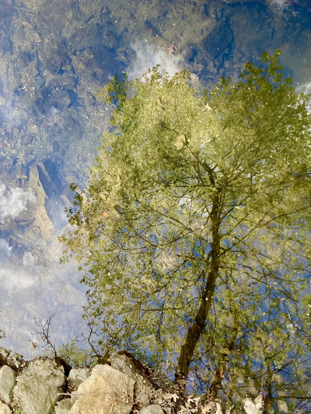 Nature's Mirror