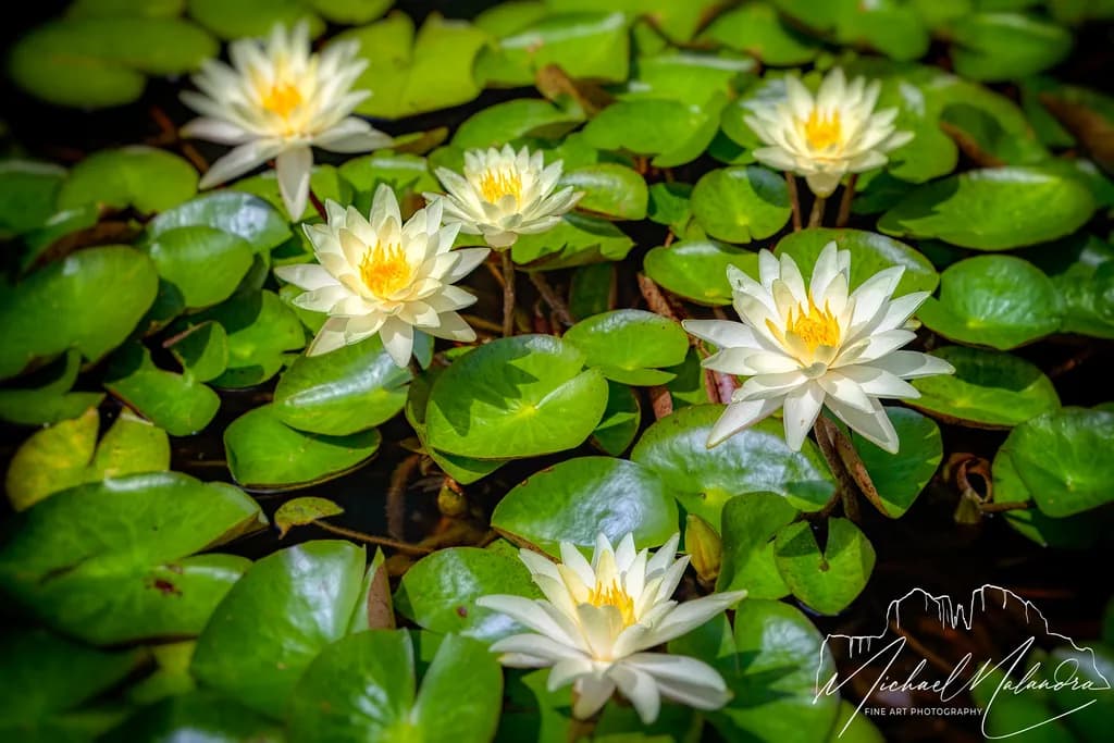 Lily Pond Glow