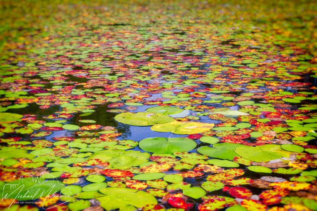 Pond Mosaic