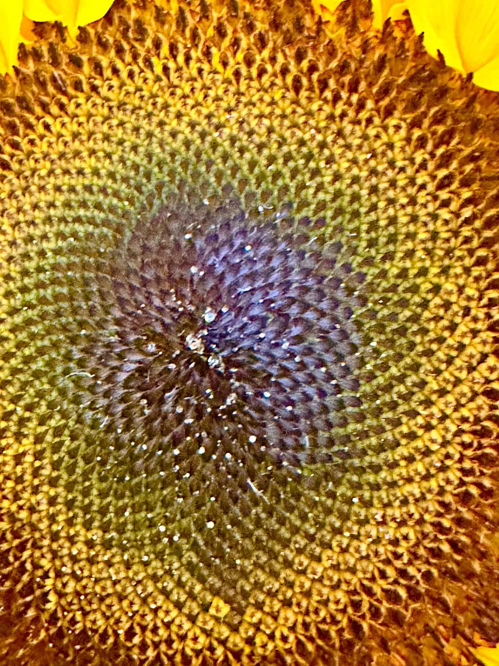 Sunflower Spiral