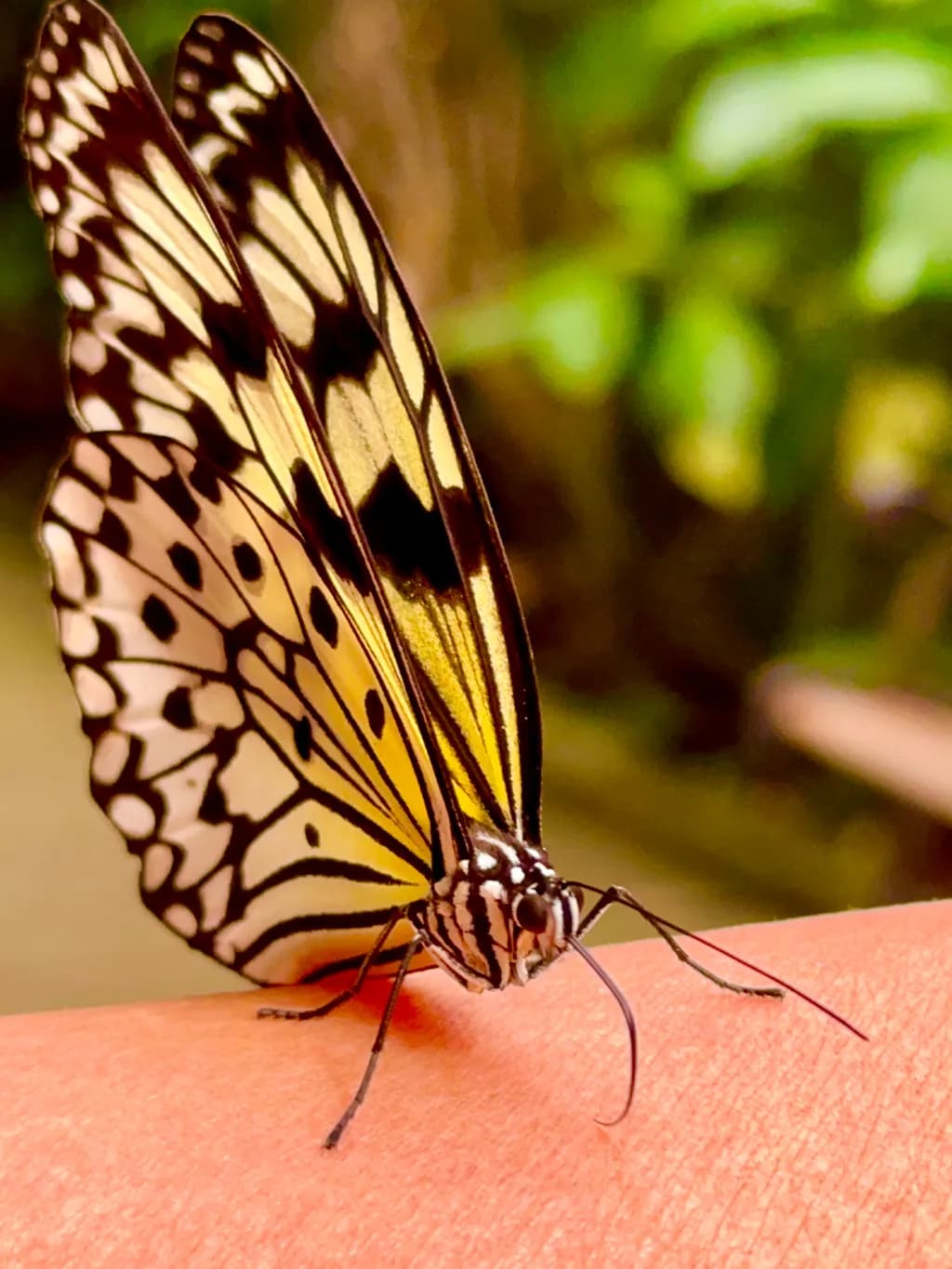 Patterned Perch