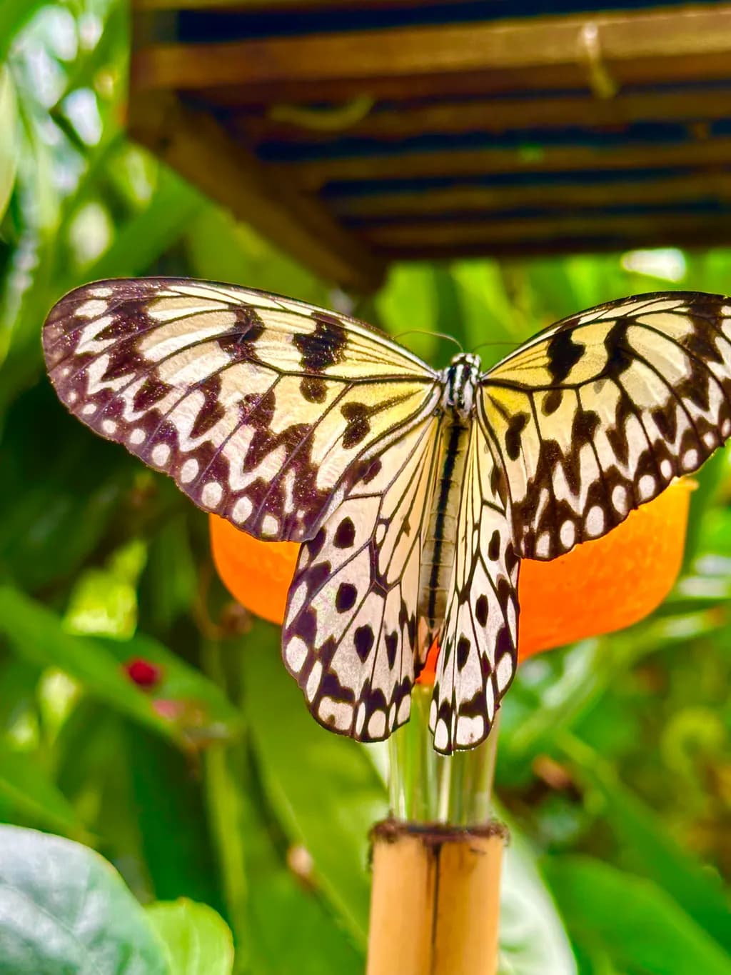 Patterned Wings