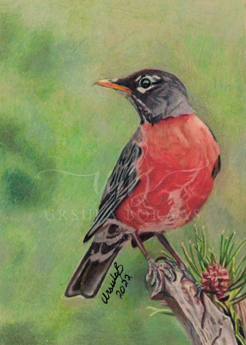 Robin