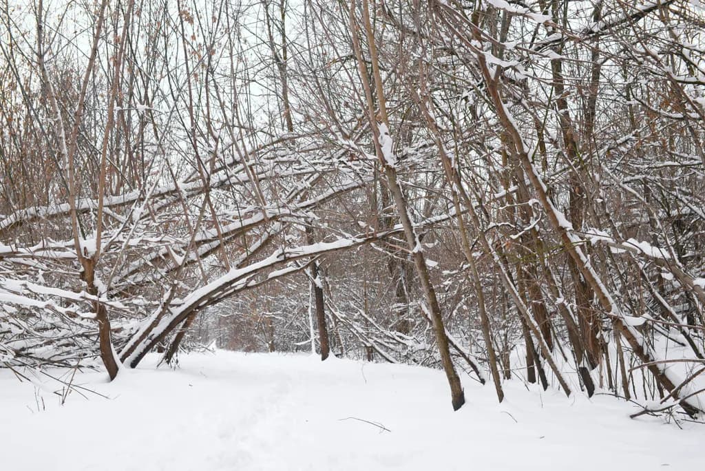 Whispers of Winter: A Serene Snow-Covered Path Through the Enchanted Forest