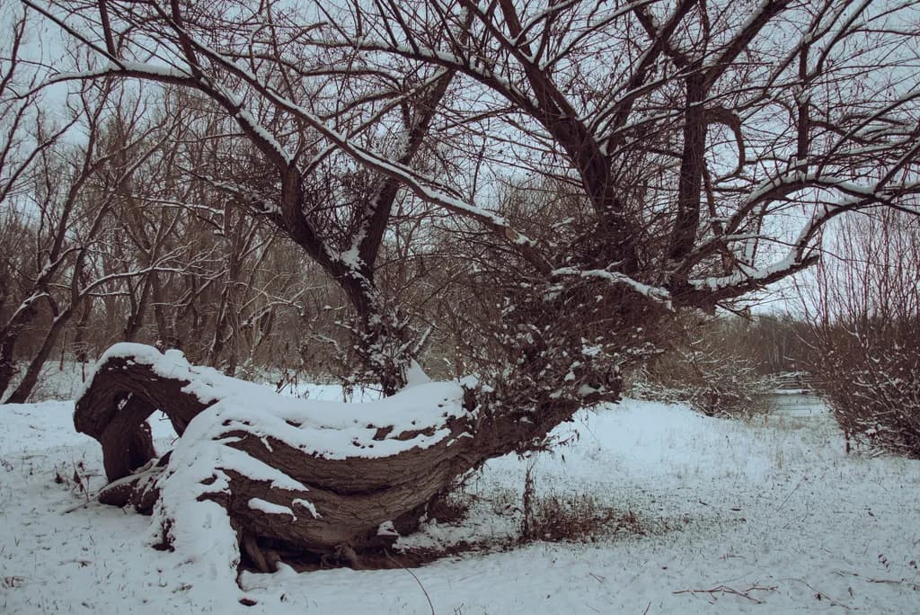 Whispers of Winter: The Enchanted Snow-Covered Tree in a Serene Landscape