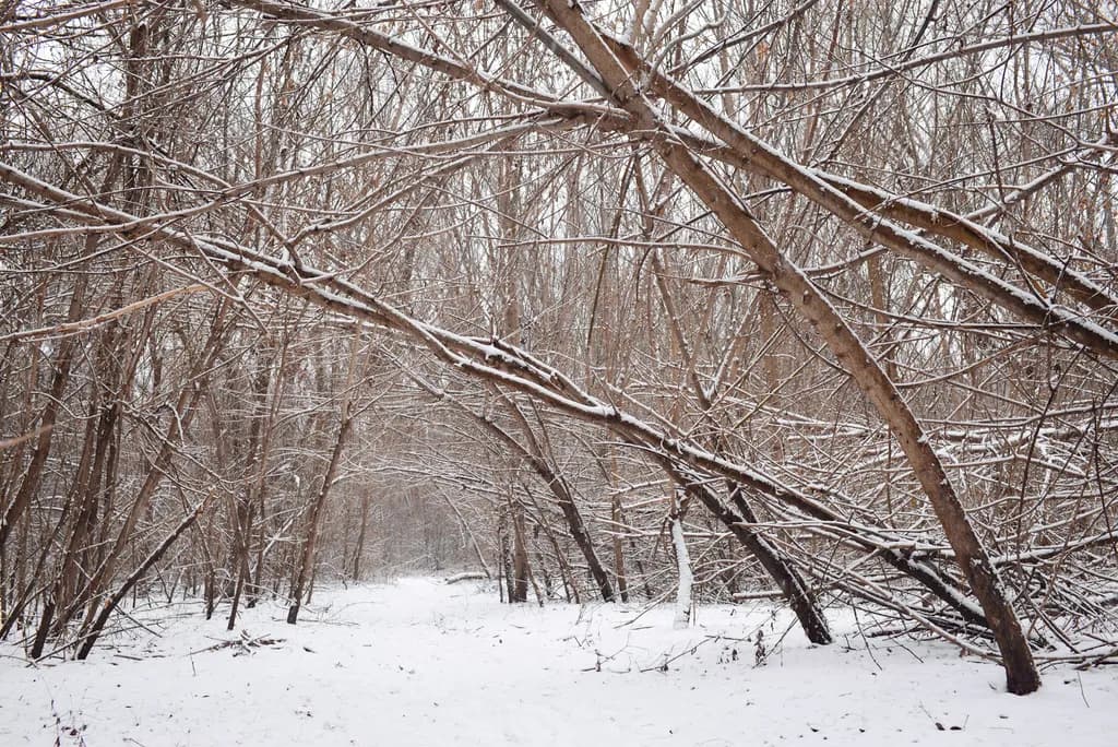 Whispers of Winter: A Tranquil Journey Through a Snow-Covered Forest Path
