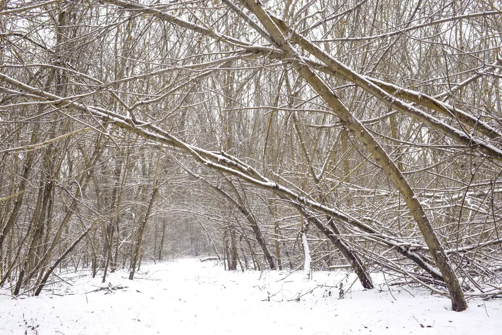 Whispers of Winter: A Serene Snow-Covered Forest Pathway