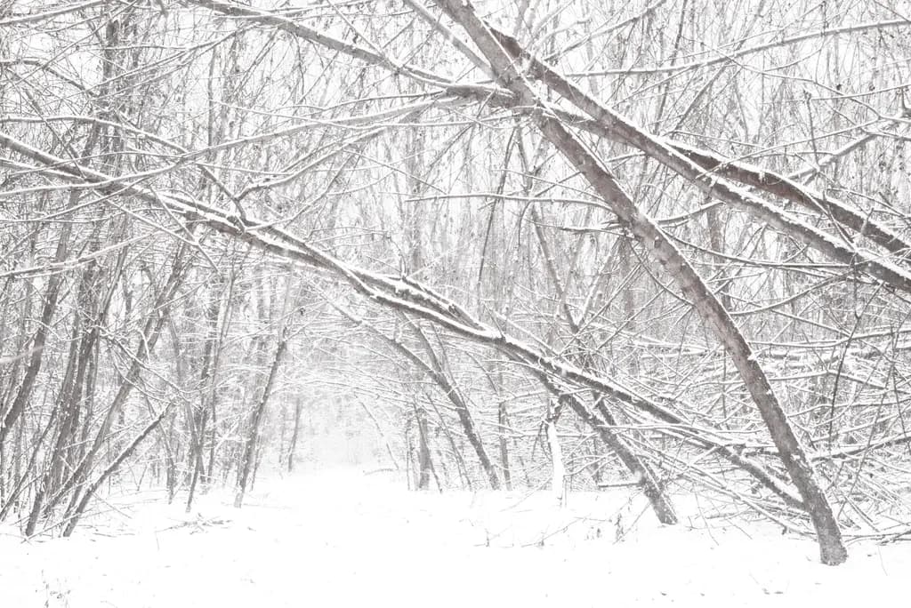 Whispers of Winter: A Snow-Covered Forest Pathway