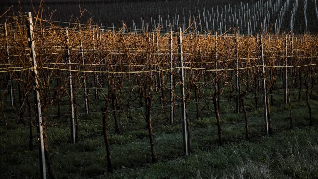 Whispers of the Vineyard: A Serene Evening in the Grape Fields
