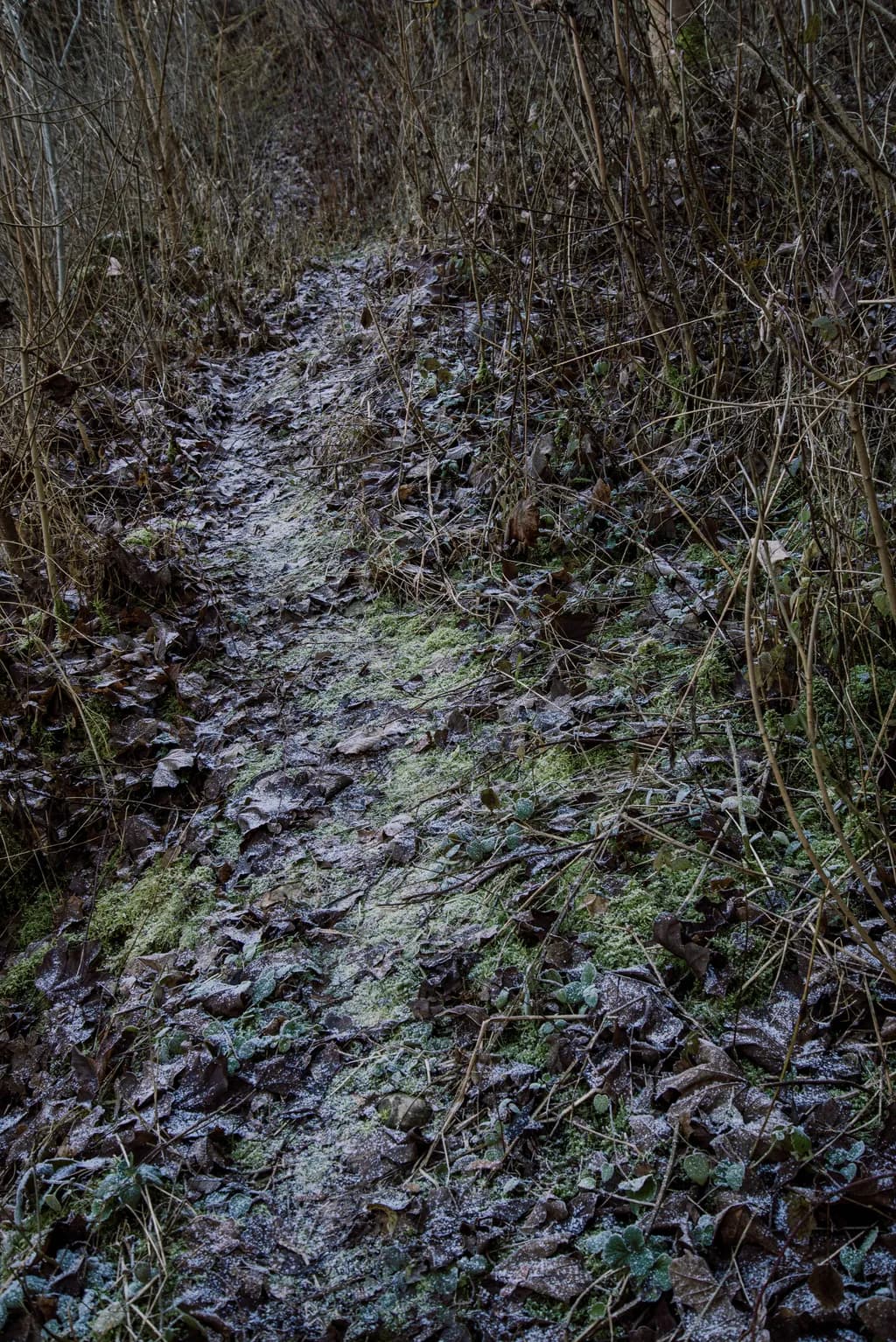 Whispers of Winter: A Frost-Kissed Path Through Nature's Embrace