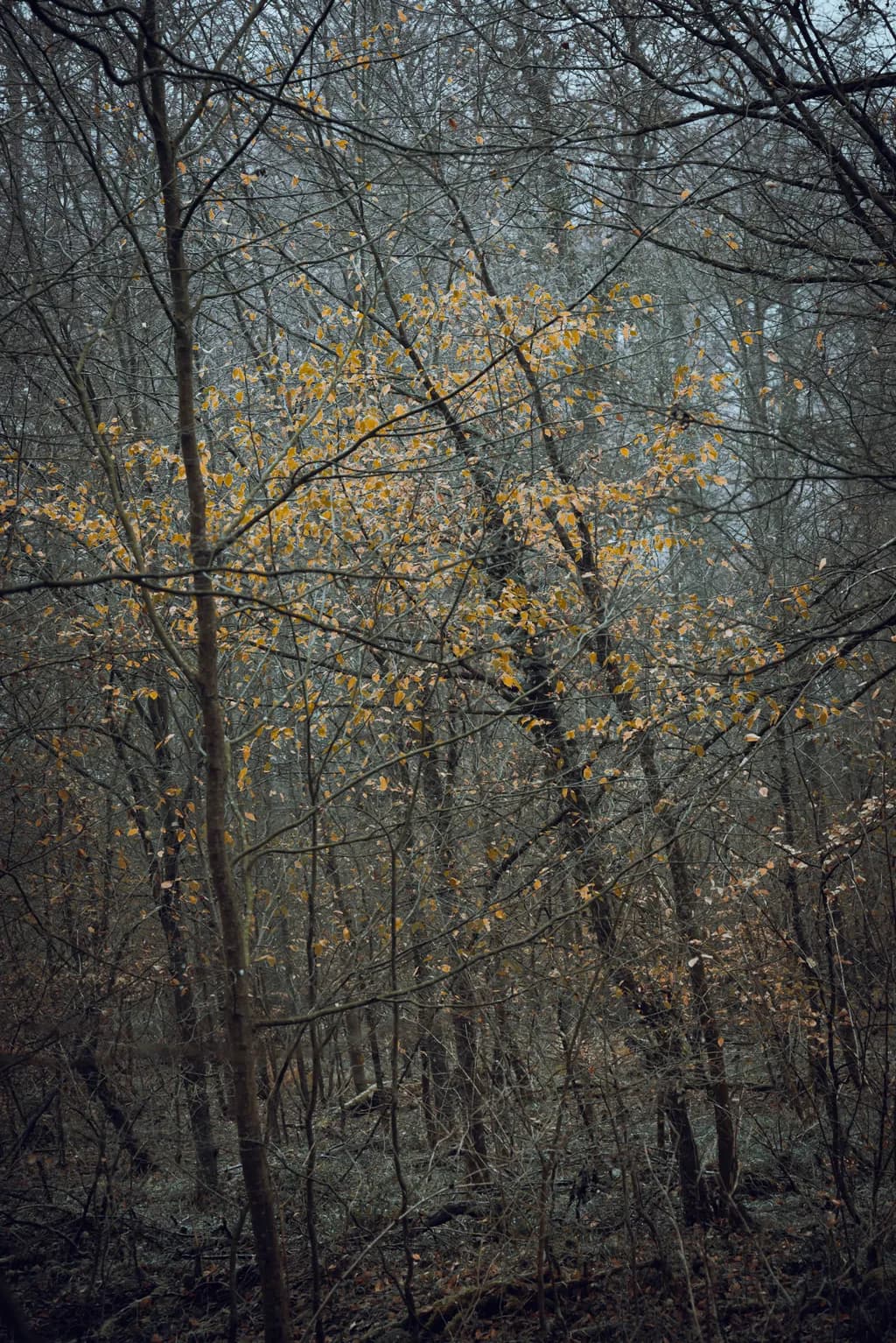 Whispers of Autumn: A Serene Forest Embrace