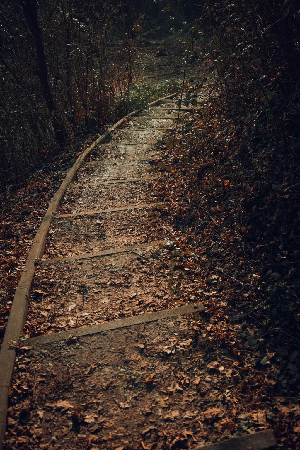Whispers of Autumn: A Winding Path Through Nature's Embrace