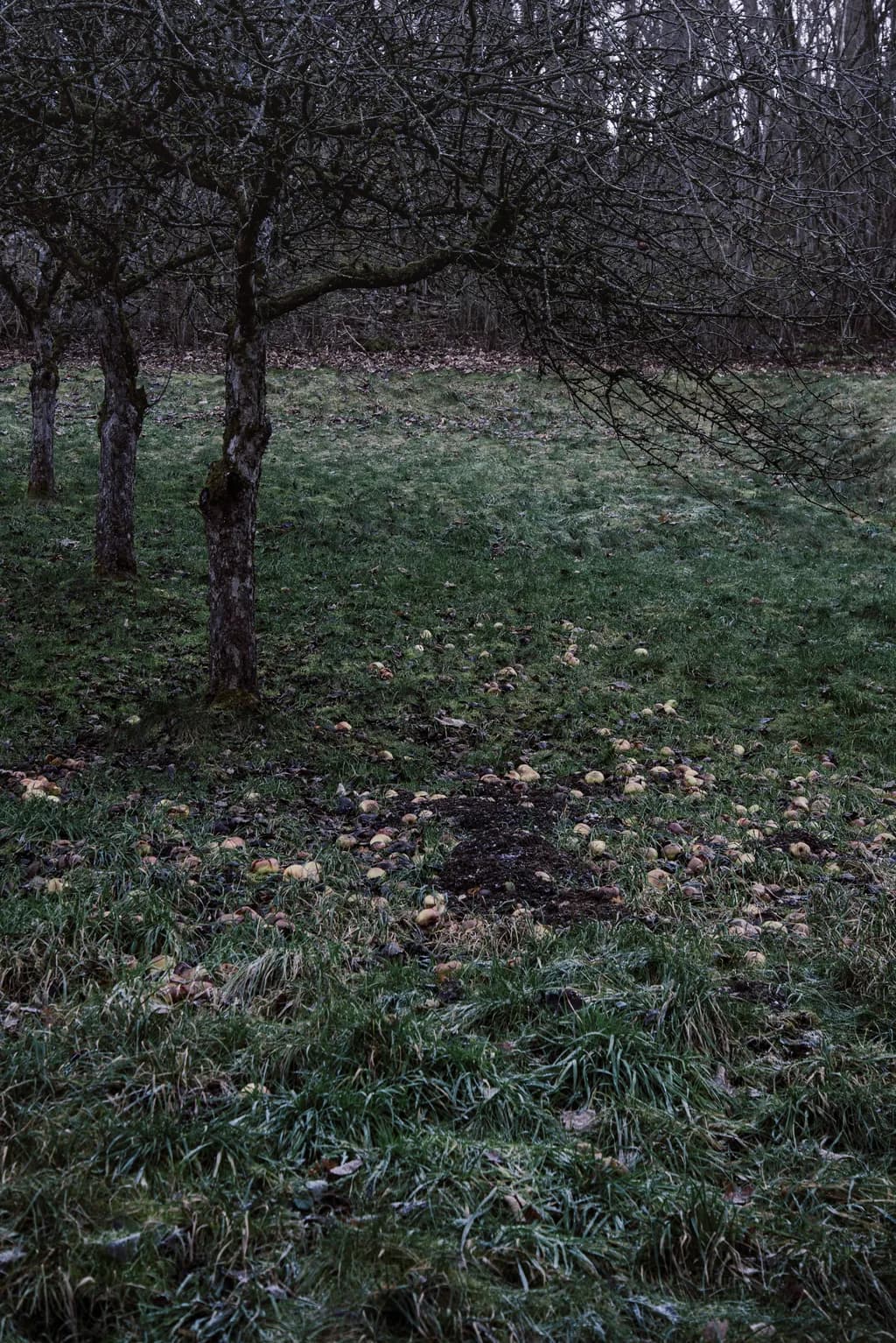 Whispers of Autumn: A Quiet Orchard's Embrace