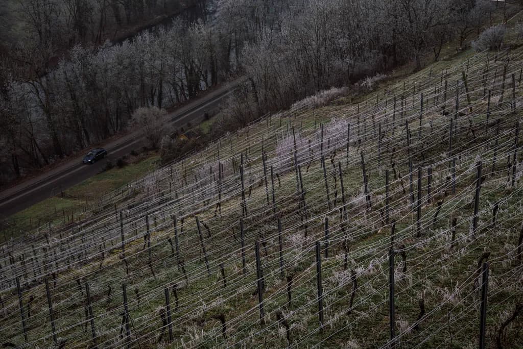 Whispers of Winter: A Frost-Kissed Vineyard Landscape