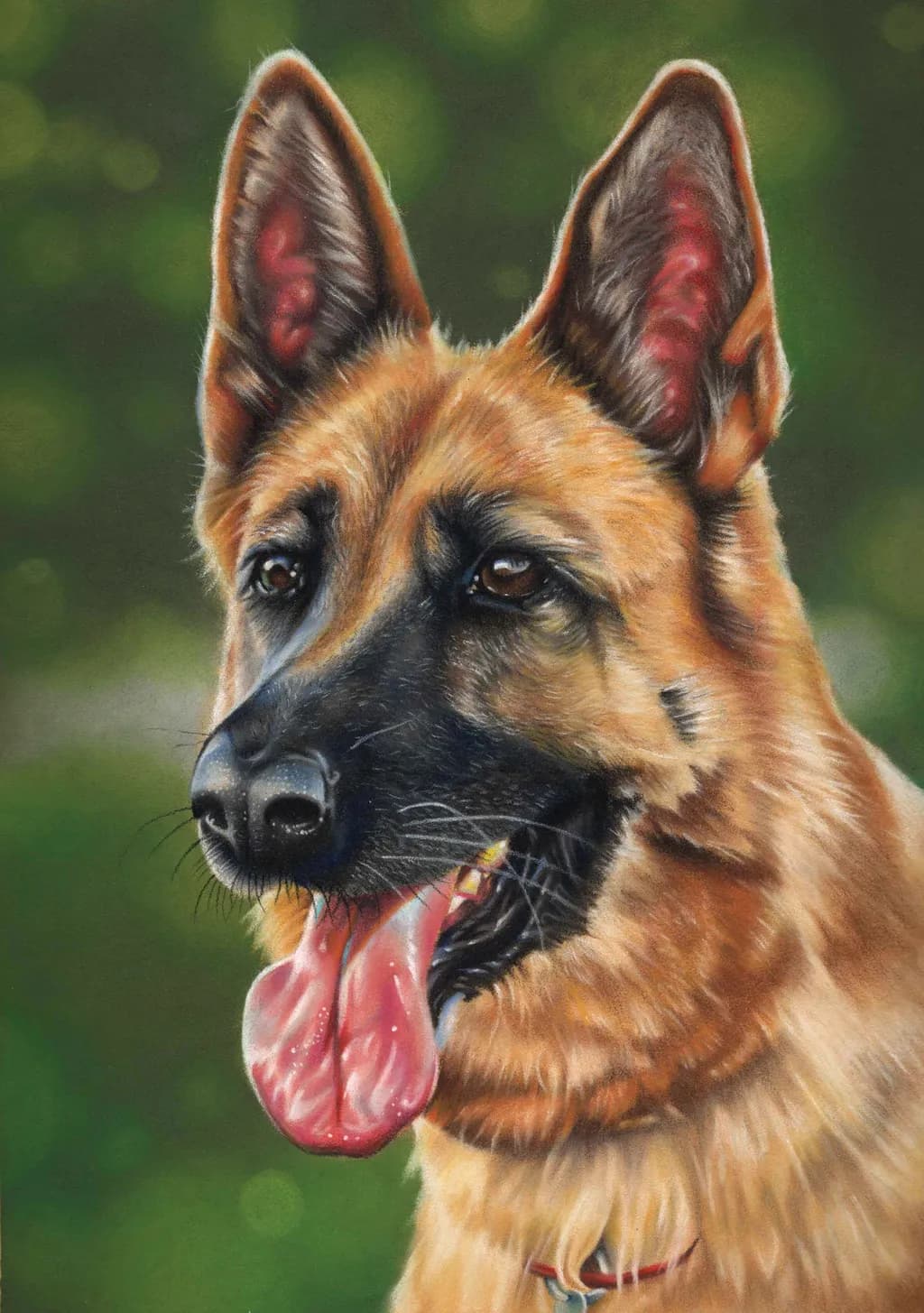 German Shepherd Gaze