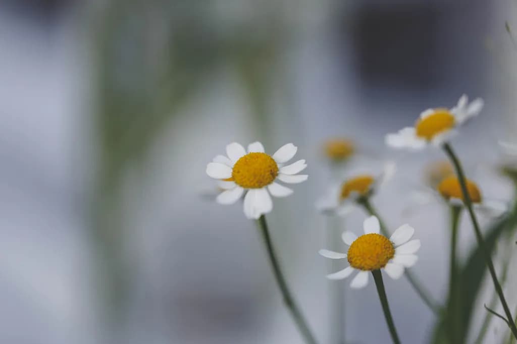 Whispers of Spring: A Gentle Dance of Daisies in Soft Light