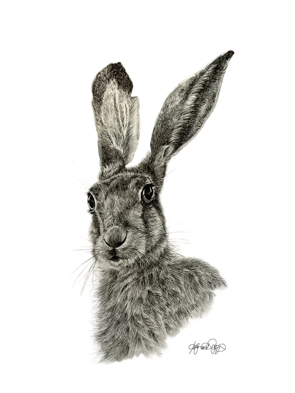 Curious Hare