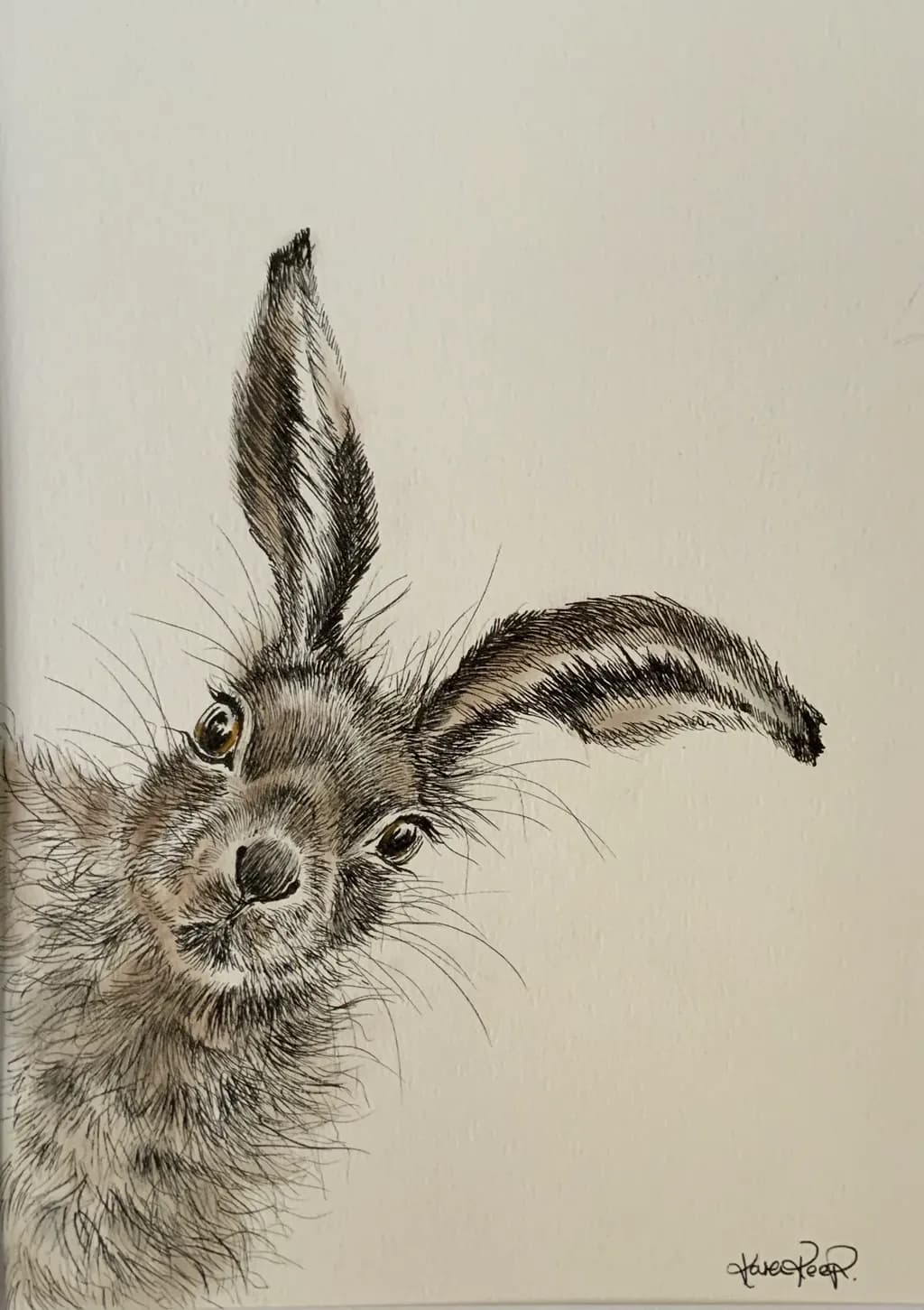 Curious Hare