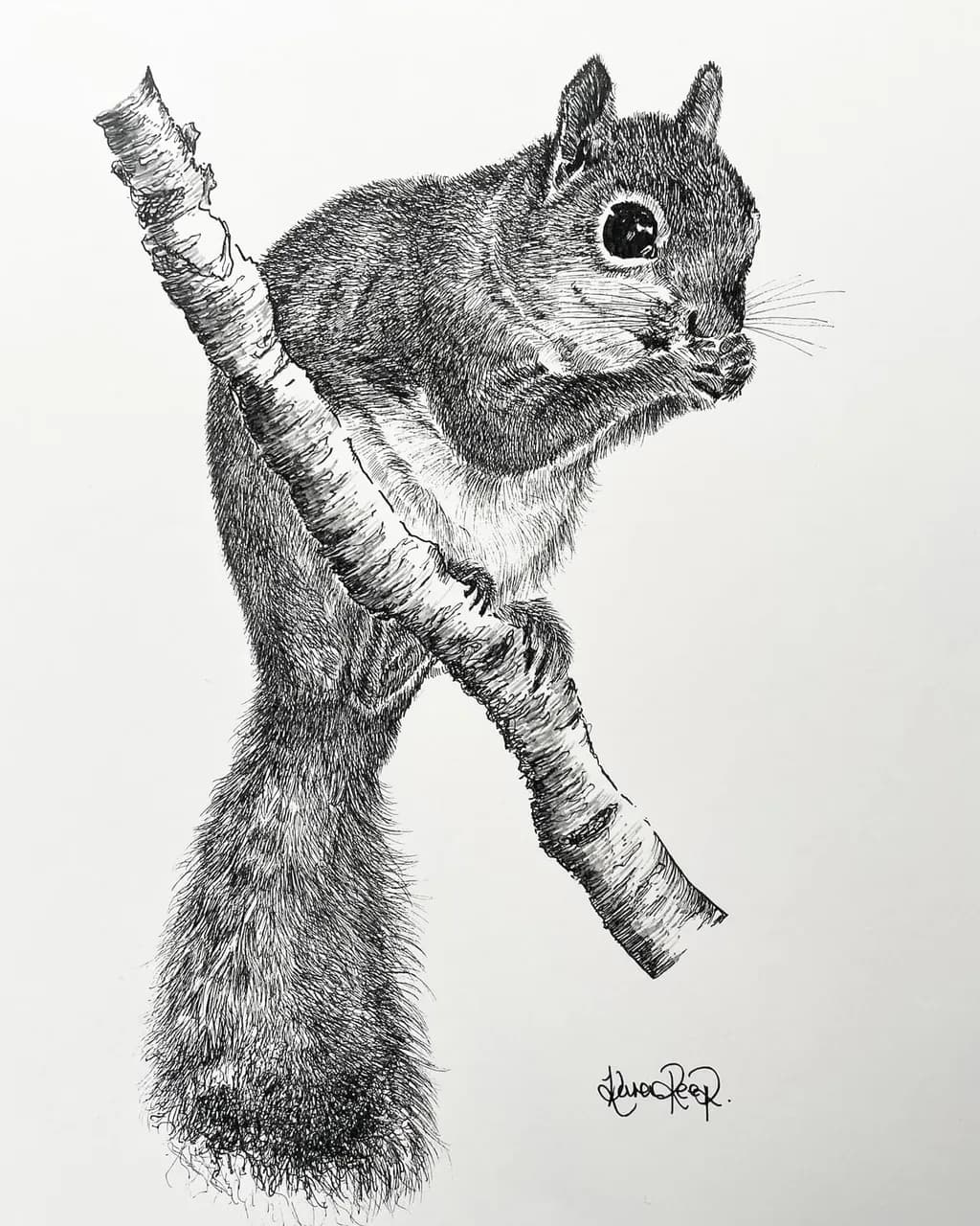 Squirrel Serenity