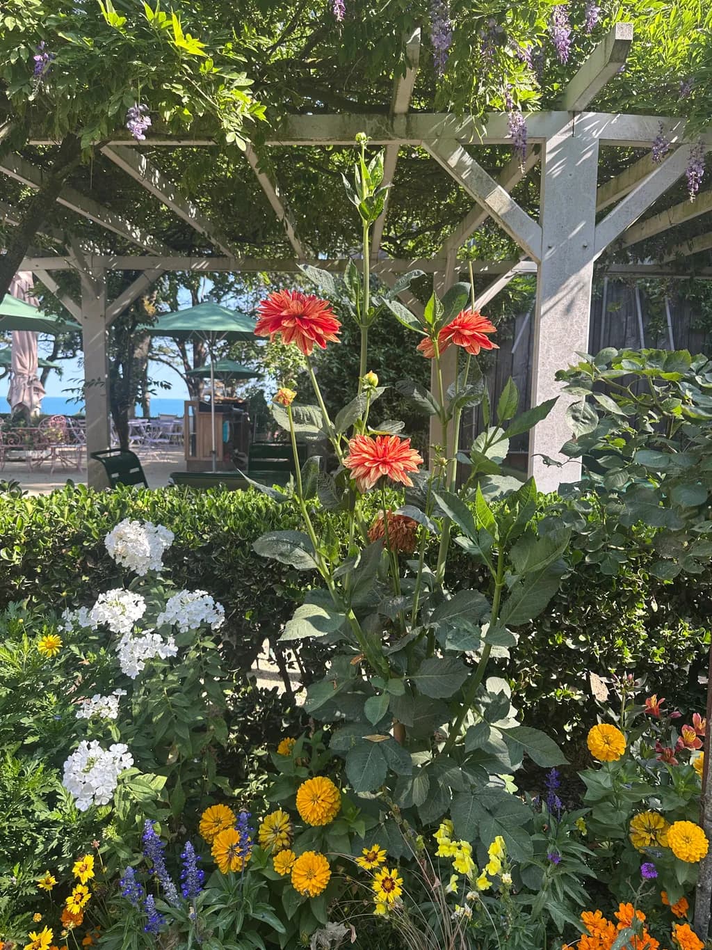 Garden Blooms Under Pergola