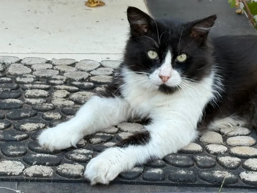 Ori