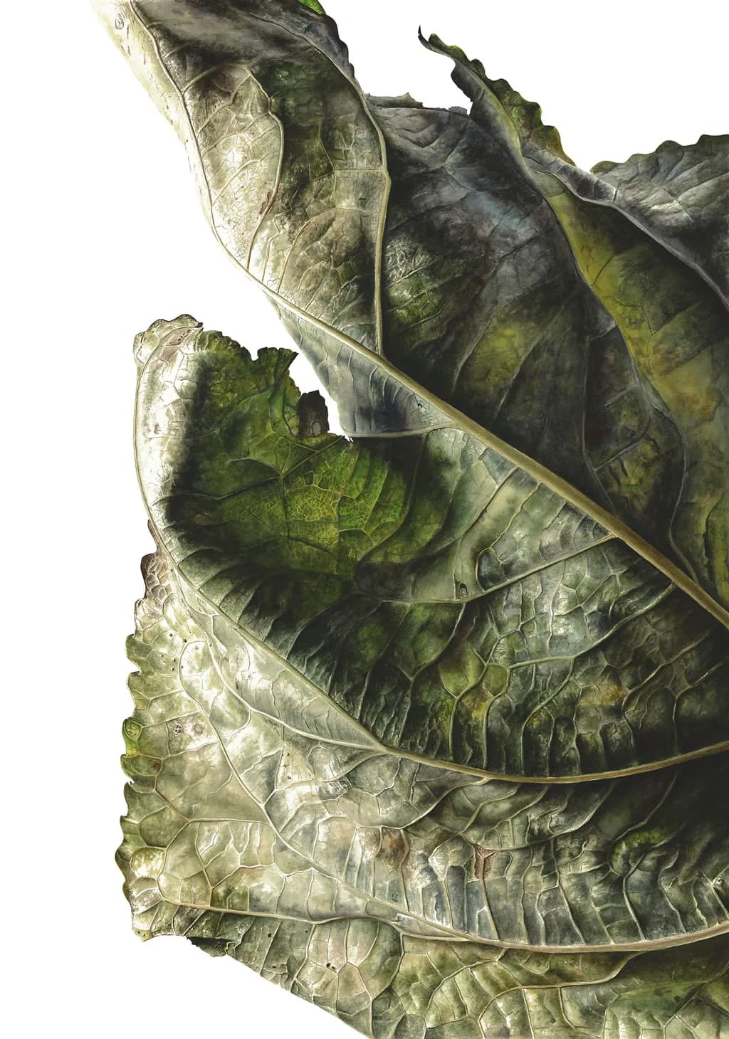 Aged Leaf Texture
