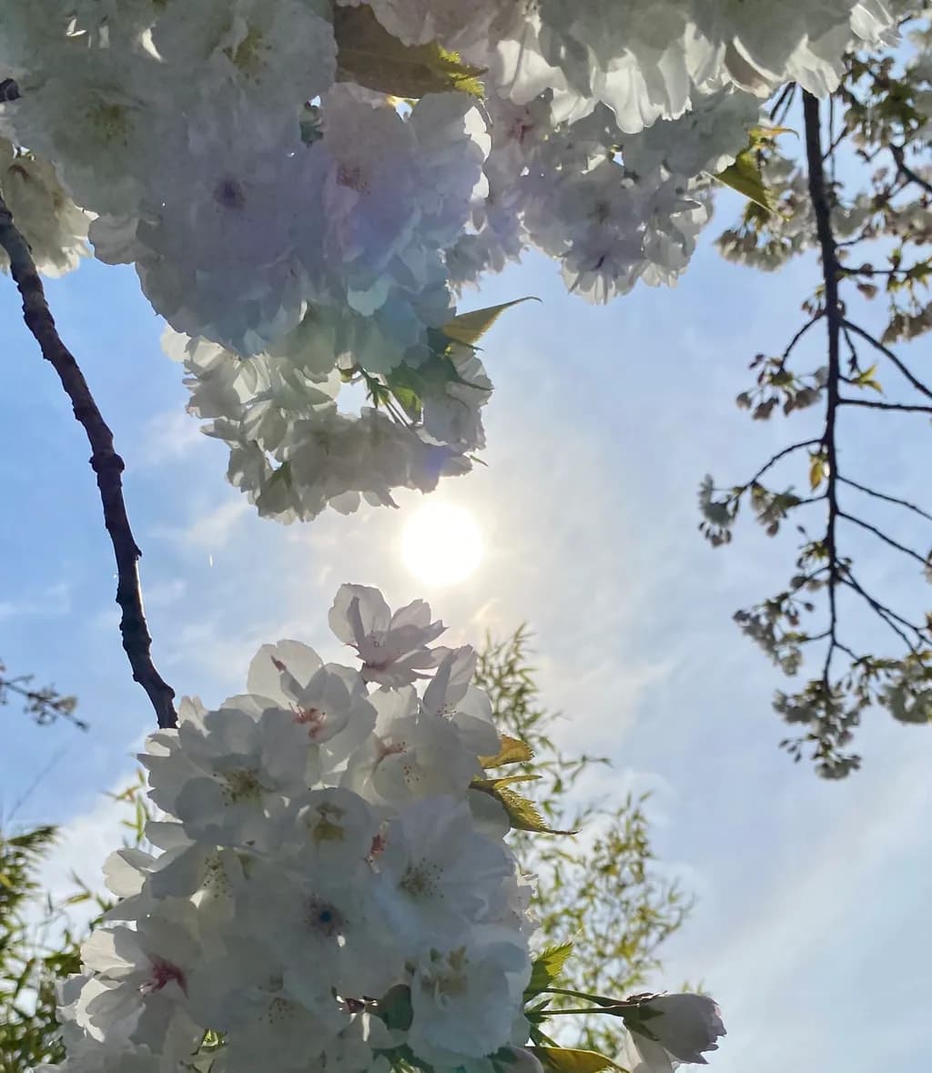 Heart Blossom Sunlight