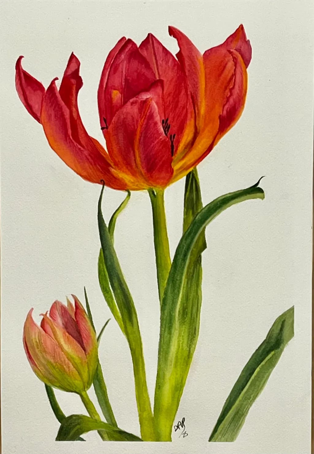 Blooming Tulips Contrast
