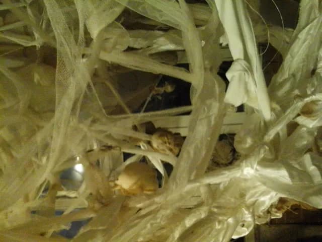 Whispers of Transience: An Ethereal Tangle of Textures and Light