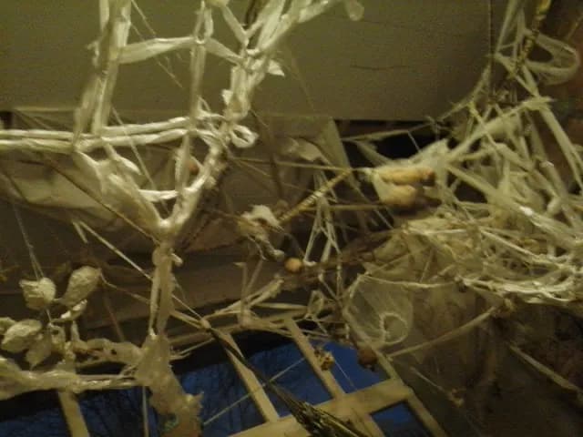 Whispers of the Web: An Abstract Exploration of Spooky Elegance