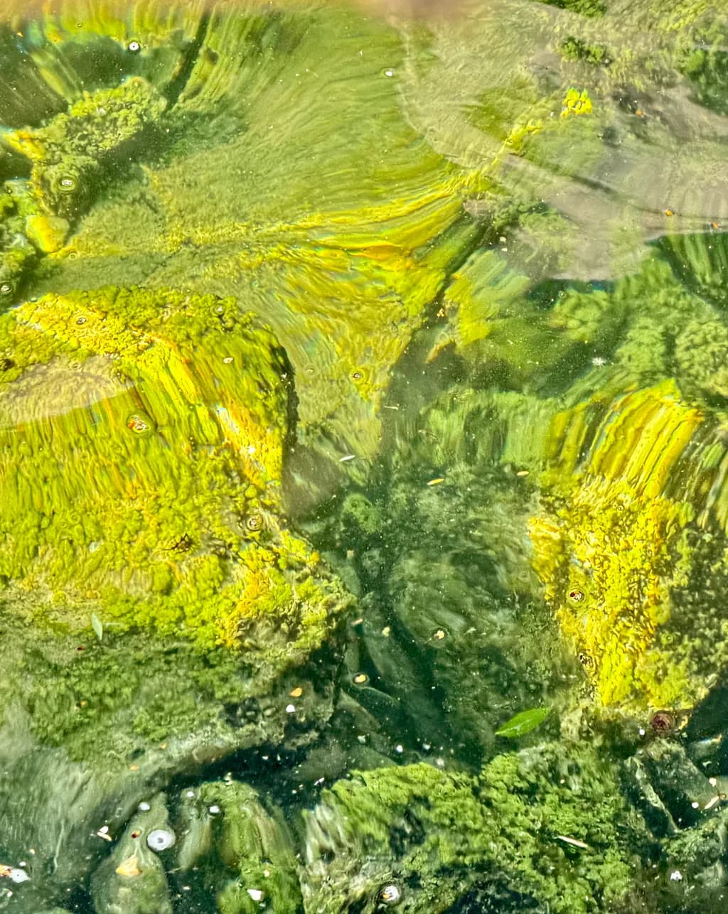 Algae Currents