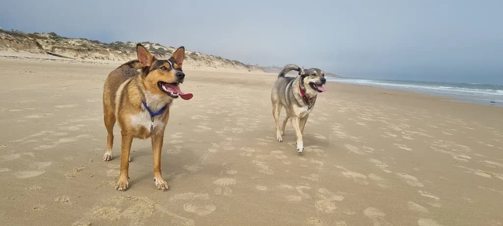 Joyful Paws: A Day at the Beach with Canine Companions