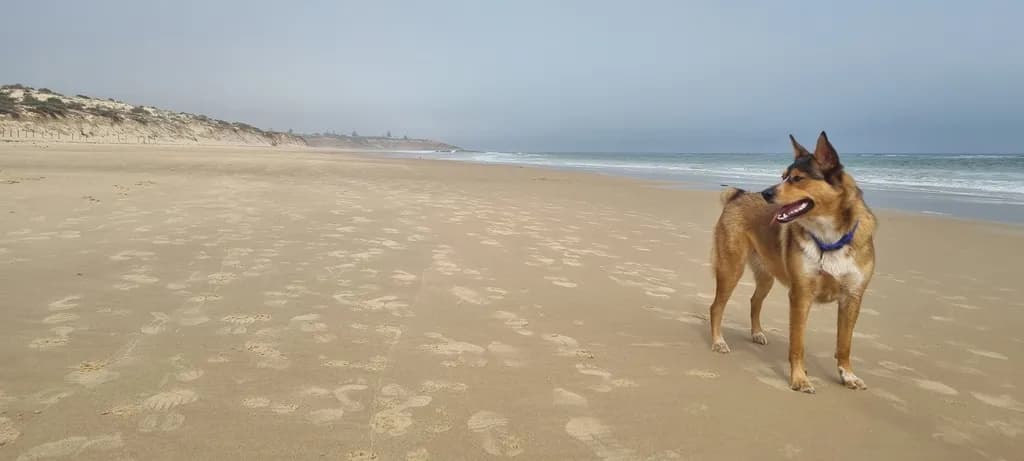 Joyful Beachside Adventures: A Playful Dog's Day at the Water's Edge