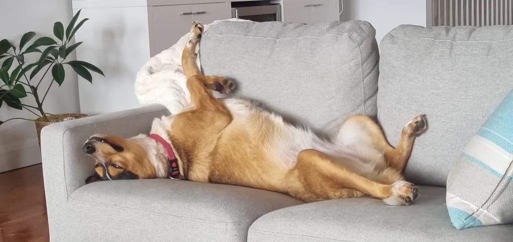 Lazy Afternoon Bliss: A Playful Pup's Cozy Couch Moment