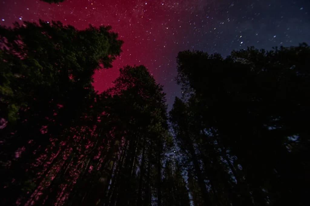 Whispers of the Cosmos: A Celestial Dance Beneath the Forest Canopy