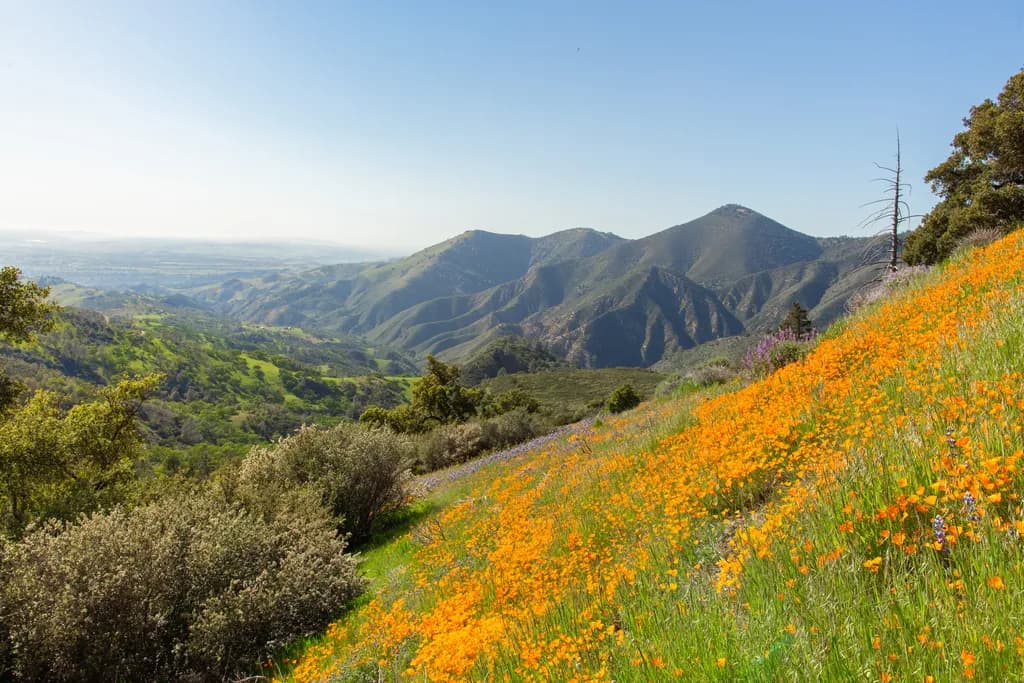 Vibrant Wildflower Symphony: A Serene Mountain Vista in Springtime Splendor