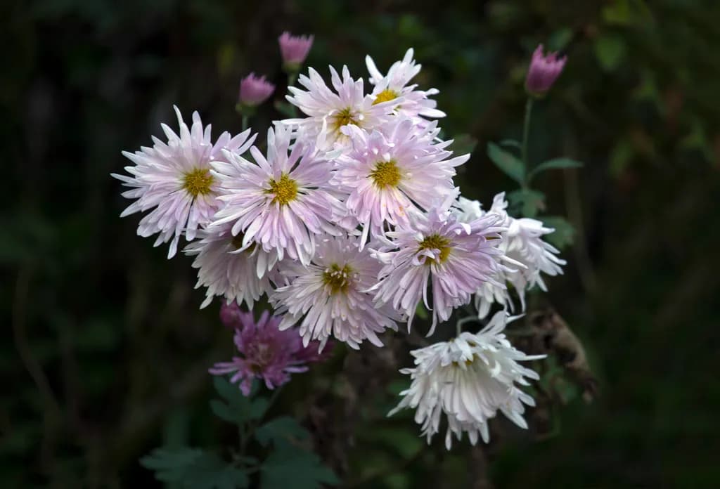 Whispers of Autumn: A Delicate Dance of Chrysanthemums in Soft Hues