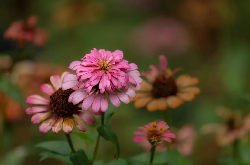 Whispers of Bloom: A Dance of Zinnias in Soft Hues